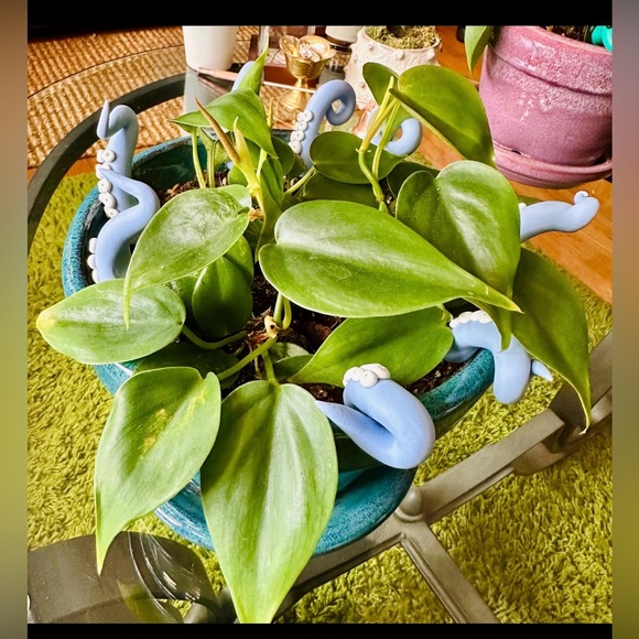 8 Baby Blue Sea Creature Tentacles 🦑Decor Tentacle Unique Modern Indoor Plant - Picture 6 of 10